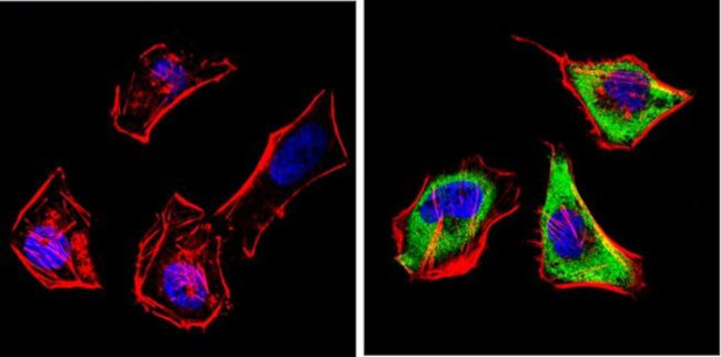 CYP1A2 Antibody in Immunocytochemistry (ICC/IF)