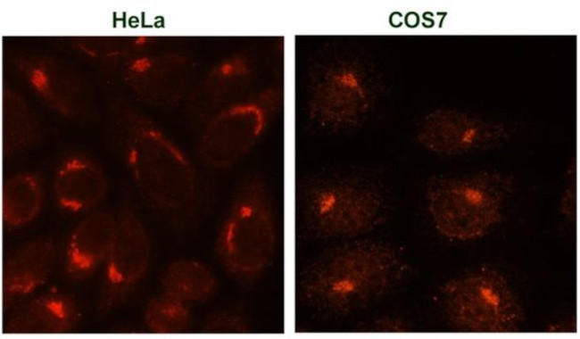 TGN46 Antibody in Immunocytochemistry (ICC/IF)