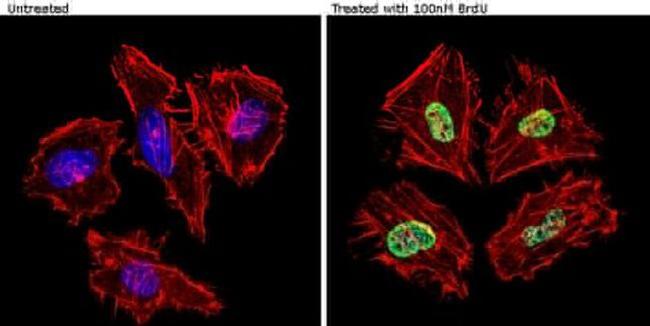 BrdU Antibody