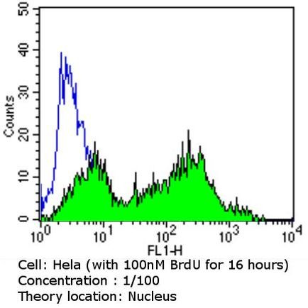 BrdU Antibody in Flow Cytometry (Flow)