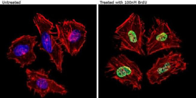 BrdU Antibody in Immunocytochemistry (ICC/IF)