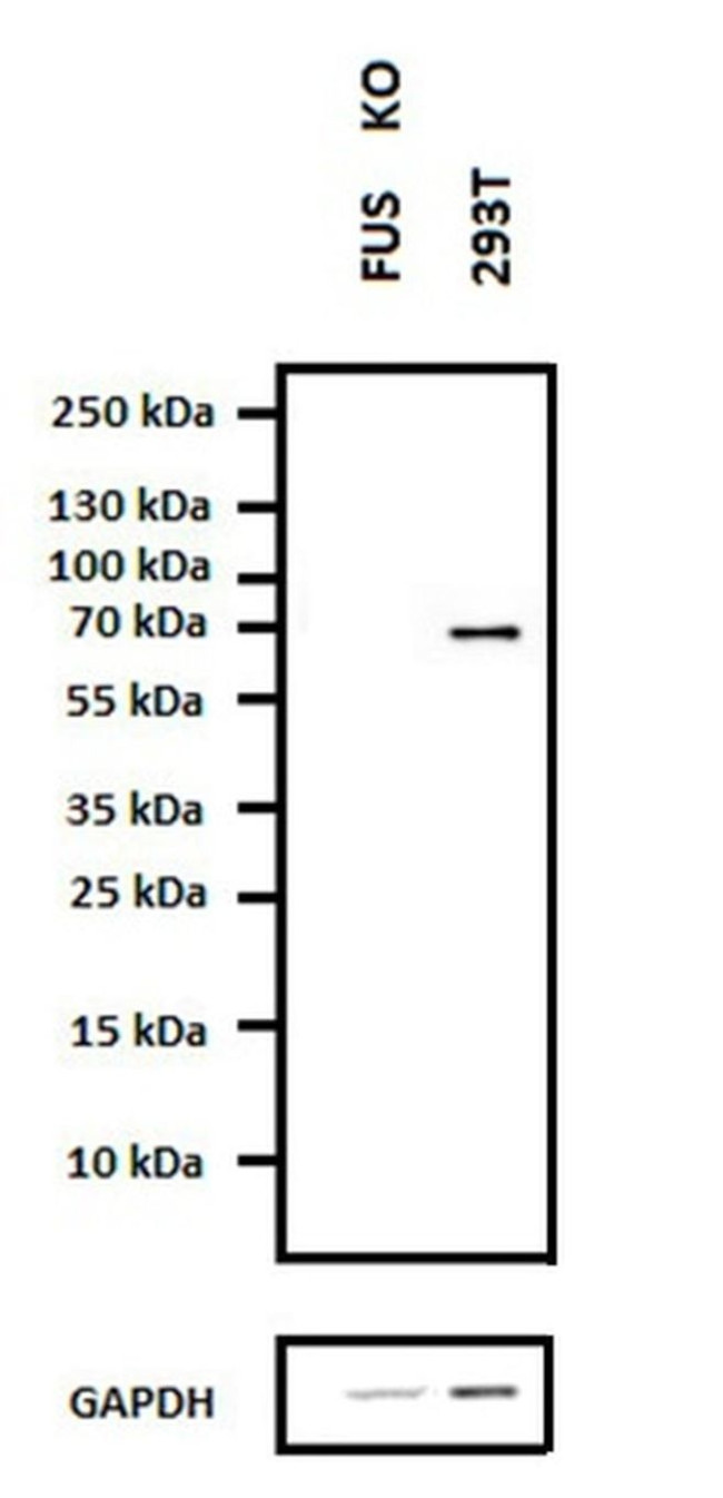 FUS Antibody