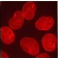 Lamin A/C Antibody in Immunocytochemistry (ICC/IF)