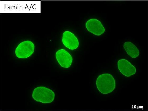 Lamin A/C Antibody in Immunocytochemistry (ICC/IF)