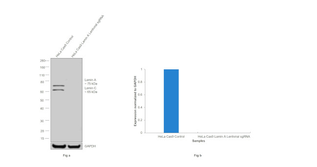 Lamin A/C Antibody