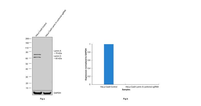 Lamin A/C Antibody in Western Blot (WB)