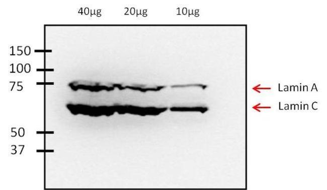 Lamin A/C Antibody in Western Blot (WB)