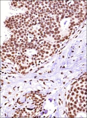 CITED2 Antibody in Immunohistochemistry (Paraffin) (IHC (P))