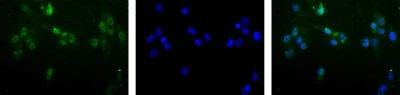 MGMT Antibody in Immunocytochemistry (ICC/IF)