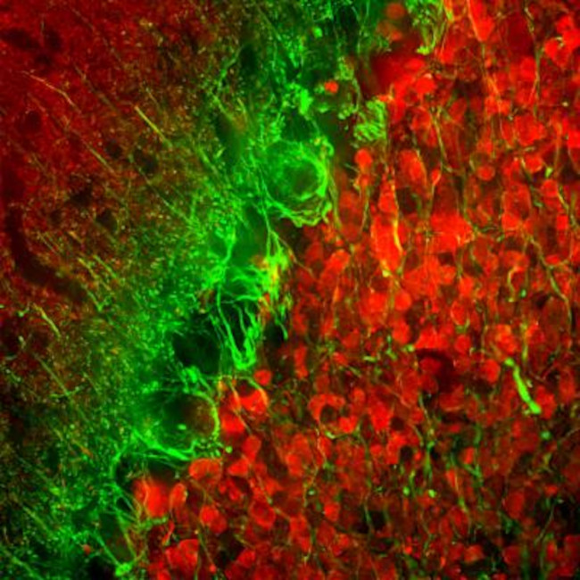 alpha Internexin Antibody in Immunohistochemistry - Free Floating (IHC (Free))