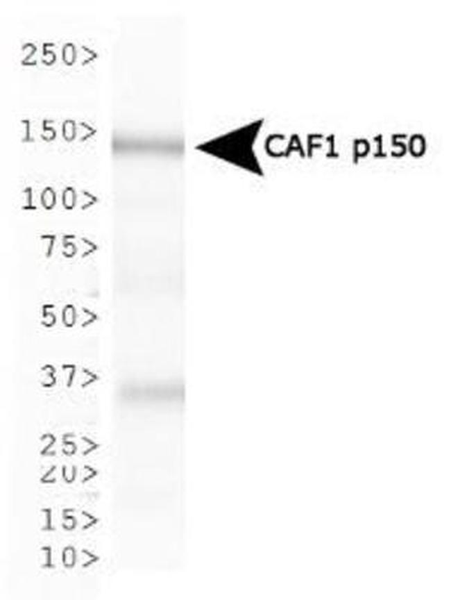 CAF1 p150 Antibody in Western Blot (WB)