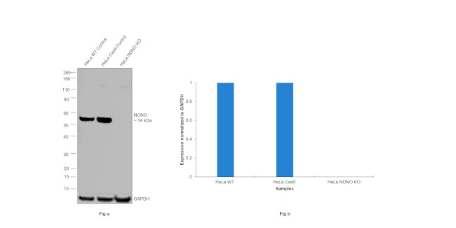 NONO Antibody in Western Blot (WB)