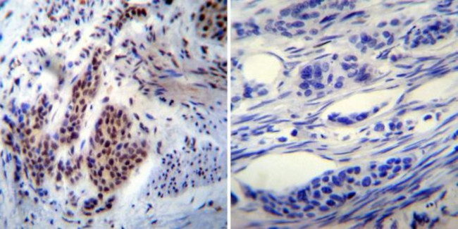 NONO Antibody in Immunohistochemistry (Paraffin) (IHC (P))