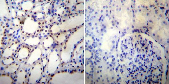 NONO Antibody in Immunohistochemistry (Paraffin) (IHC (P))