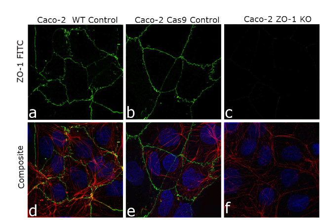 ZO-1 Antibody