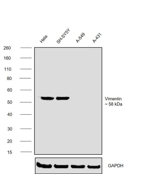 Vimentin Antibody in Western Blot (WB)