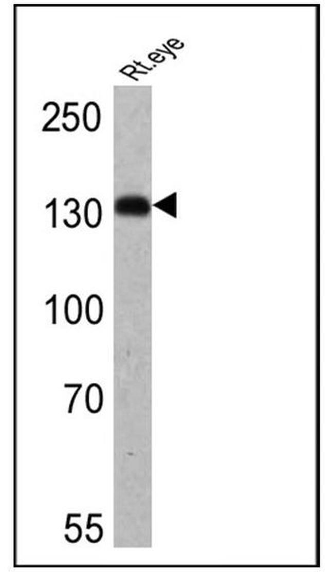 HCN4 Antibody in Western Blot (WB)