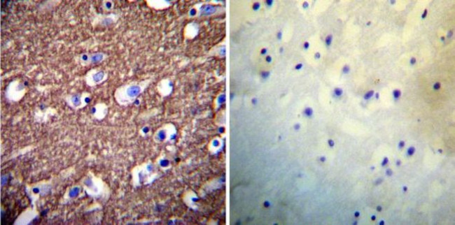 PMCA ATPase Antibody in Immunohistochemistry (Paraffin) (IHC (P))