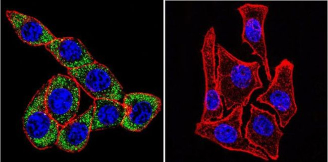 ATP1A3 Antibody in Immunocytochemistry (ICC/IF)