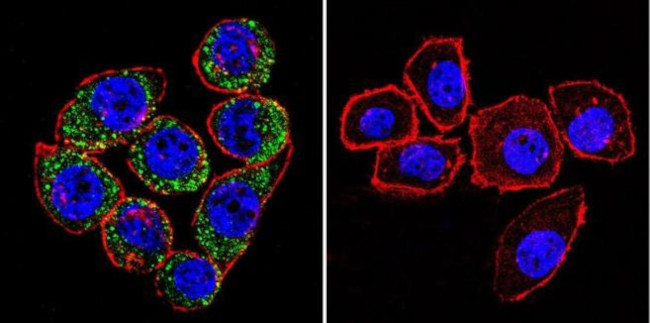 ATP1A3 Antibody in Immunocytochemistry (ICC/IF)