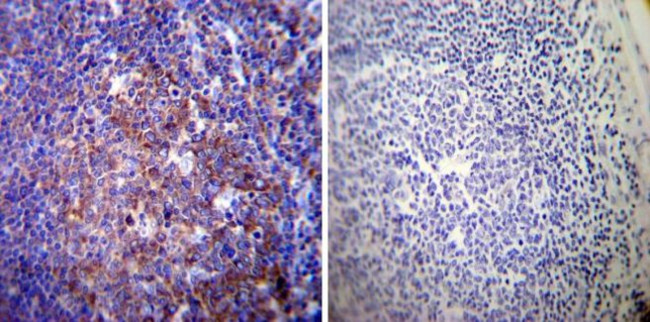 ATP1A3 Antibody in Immunohistochemistry (Paraffin) (IHC (P))