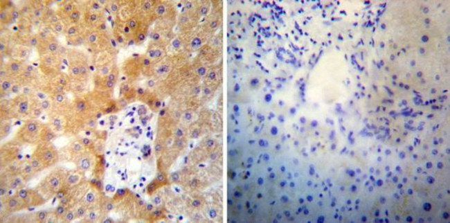 SERCA2 ATPase Antibody in Immunohistochemistry (Paraffin) (IHC (P))