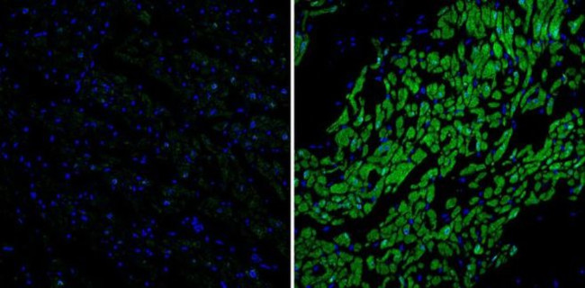 Phospholamban Antibody in Immunohistochemistry (Paraffin) (IHC (P))