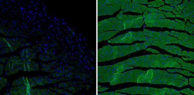 Phospholamban Antibody in Immunohistochemistry (Paraffin) (IHC (P))