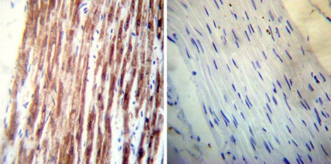 Phospholamban Antibody in Immunohistochemistry (Paraffin) (IHC (P))