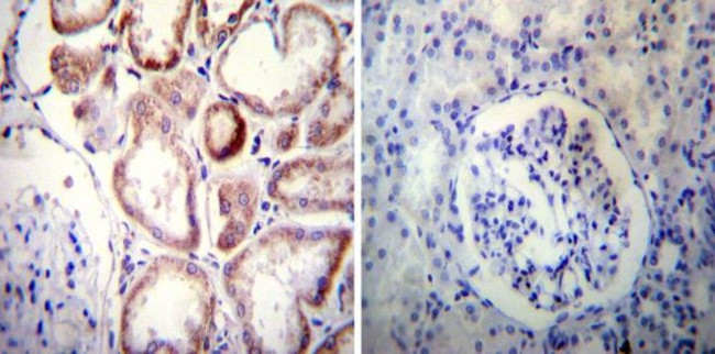 Sodium/Calcium Exchanger Antibody in Immunohistochemistry (Paraffin) (IHC (P))