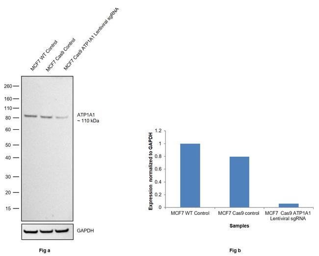 ATP1A1 Antibody in Western Blot (WB)