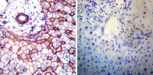 ATP1B1 Antibody in Immunohistochemistry (Paraffin) (IHC (P))