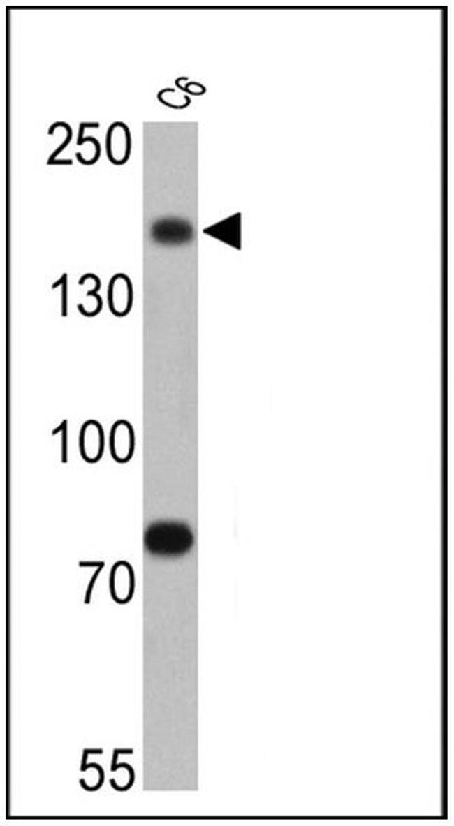 Synaptojanin 1 Antibody in Western Blot (WB)