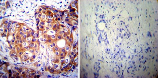 Calpastatin Antibody in Immunohistochemistry (Paraffin) (IHC (P))