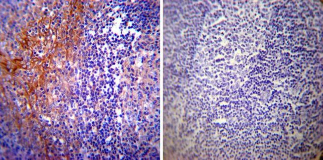 Calpastatin Antibody in Immunohistochemistry (Paraffin) (IHC (P))