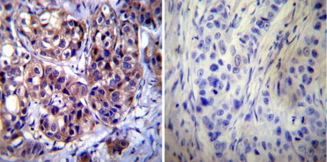 Calpastatin Antibody in Immunohistochemistry (Paraffin) (IHC (P))