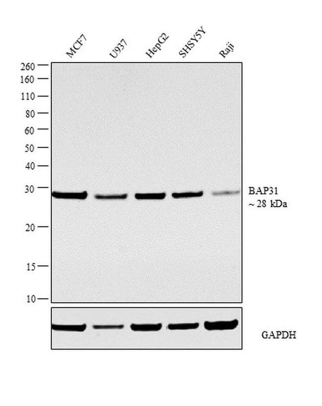 BAP31 Antibody in Western Blot (WB)