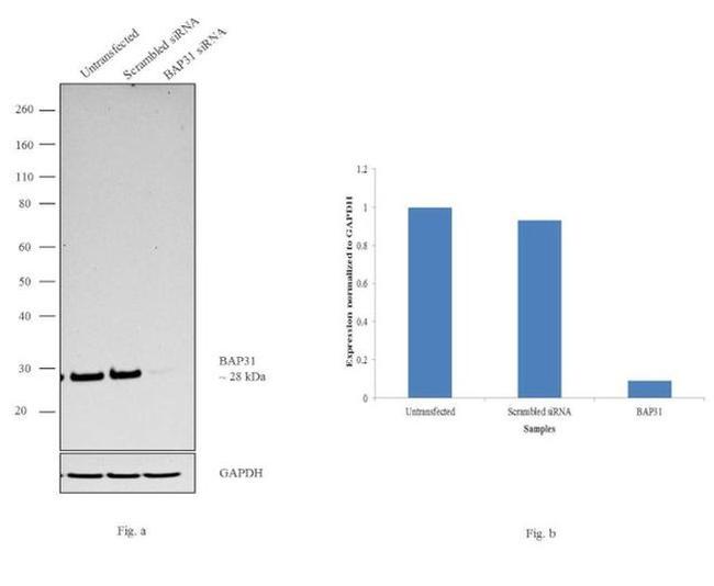 BAP31 Antibody in Western Blot (WB)