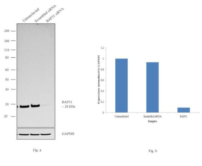 BAP31 Antibody