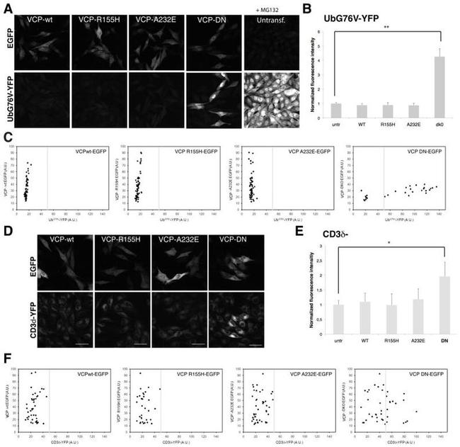 VCP Antibody in Immunocytochemistry (ICC/IF)