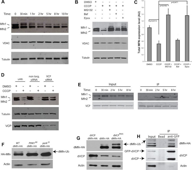 VCP Antibody in Western Blot (WB)