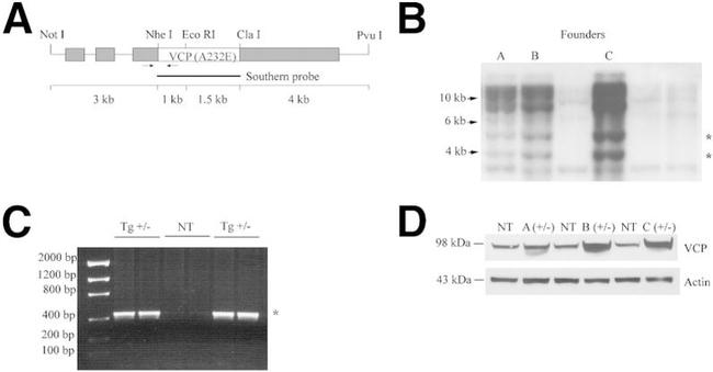 VCP Antibody in Western Blot (WB)