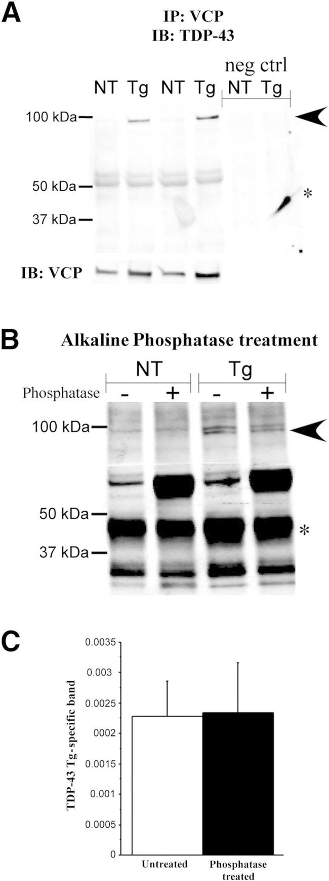 VCP Antibody in Immunoprecipitation (IP)