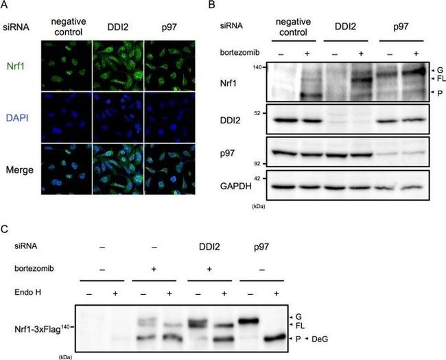 VCP Antibody in Western Blot (WB)