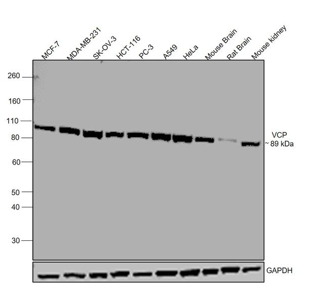 VCP Antibody in Western Blot (WB)