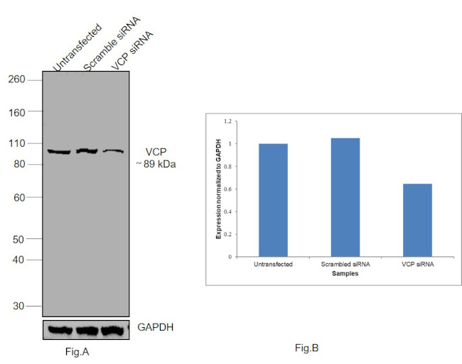 VCP Antibody