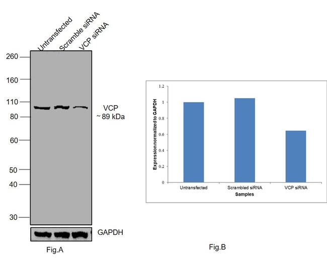 VCP Antibody in Western Blot (WB)