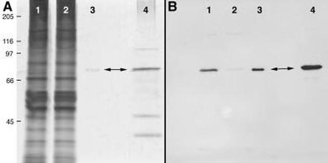 HSP70 Antibody in Western Blot (WB)