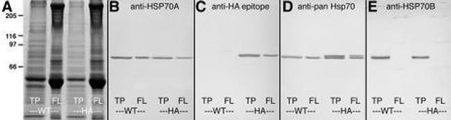 HSP70 Antibody in Western Blot (WB)