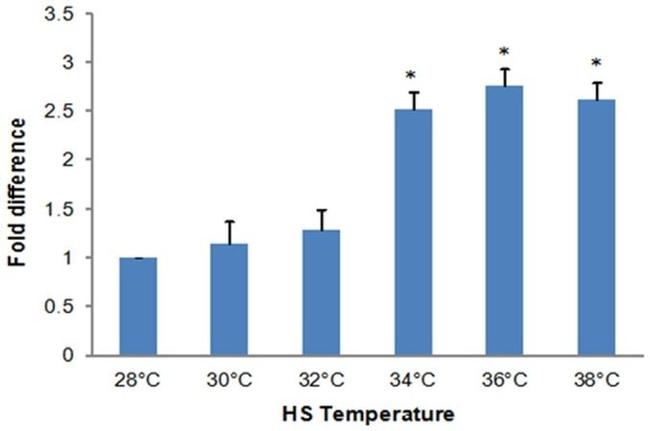 HSP70 Antibody in ELISA (ELISA)